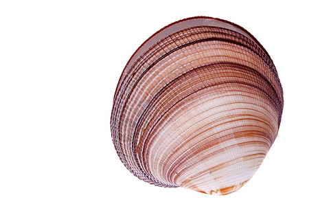 燃海洋热带动物贝类线条蜗牛背景图片
