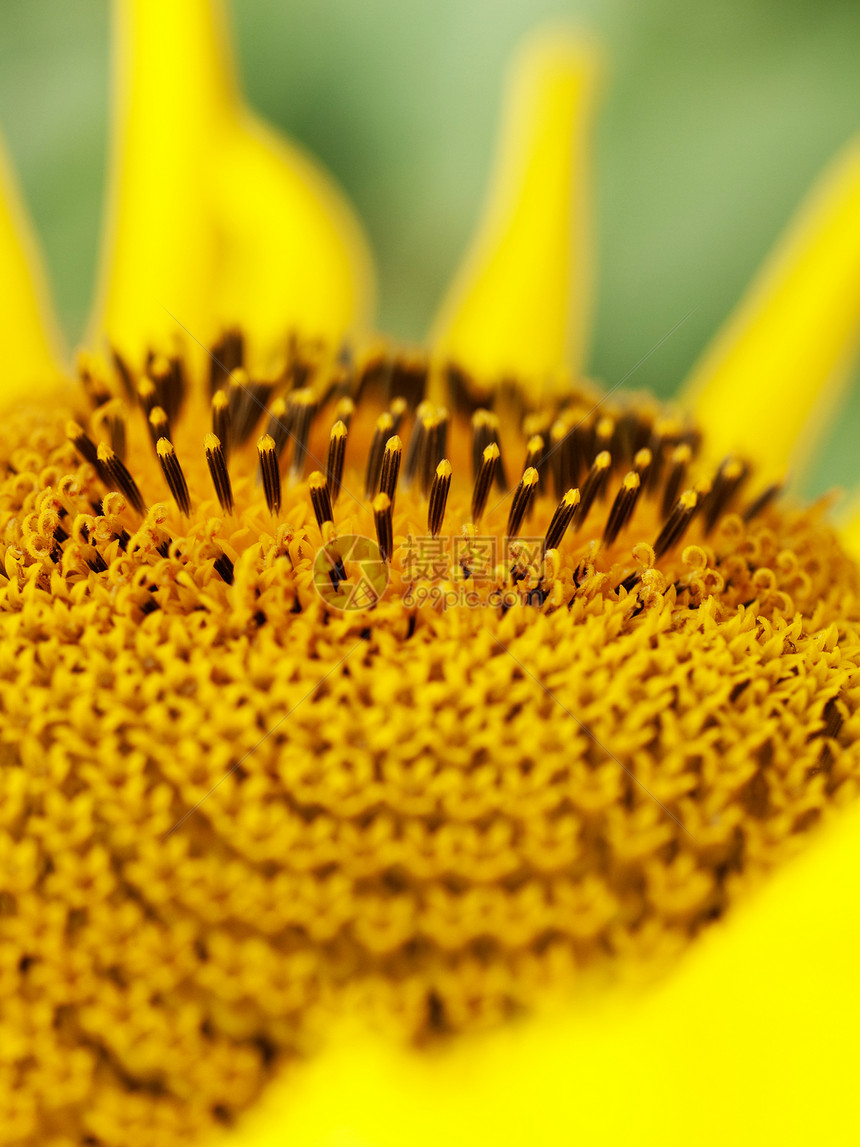 向日向柱头黄色花粉植物过敏宏观日光性图片