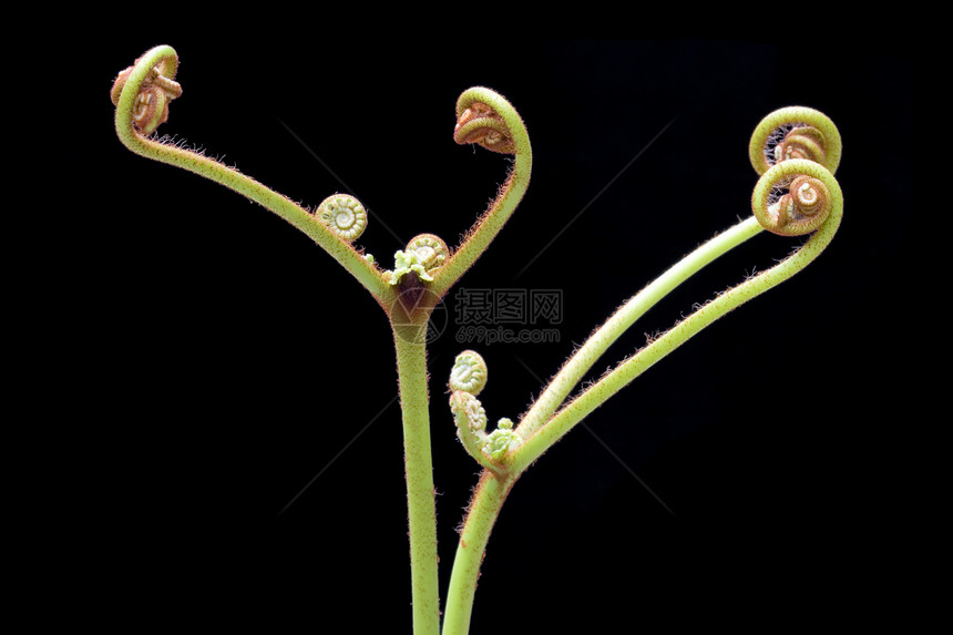 Ferns 农药植物群宏观树叶花园热带荒野森林孢子叶状体蕨类图片