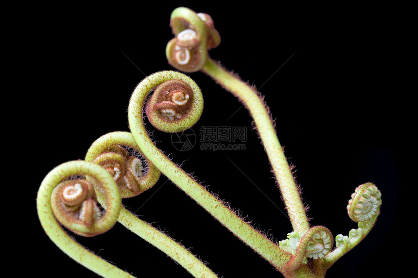 Ferns 农药宏观蕨类花园植被绿色生长叶子孢子体植物学森林图片