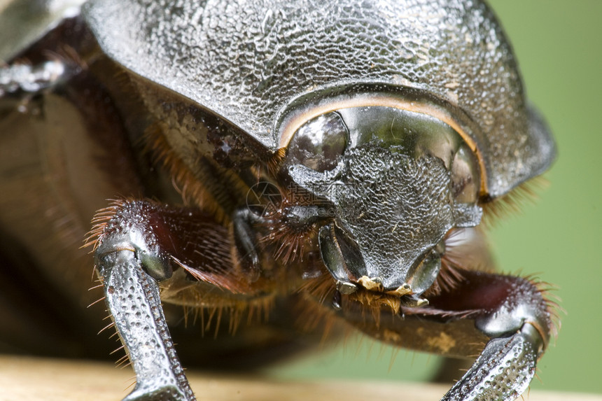 破碎甲虫漏洞犀牛热带生物宏观树木动物群飞行野生动物丛林图片