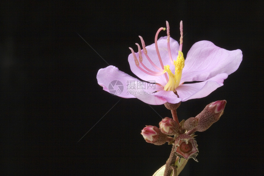 马来西亚野花组织花朵花瓣森林宏观花粉植物园艺荒野图片