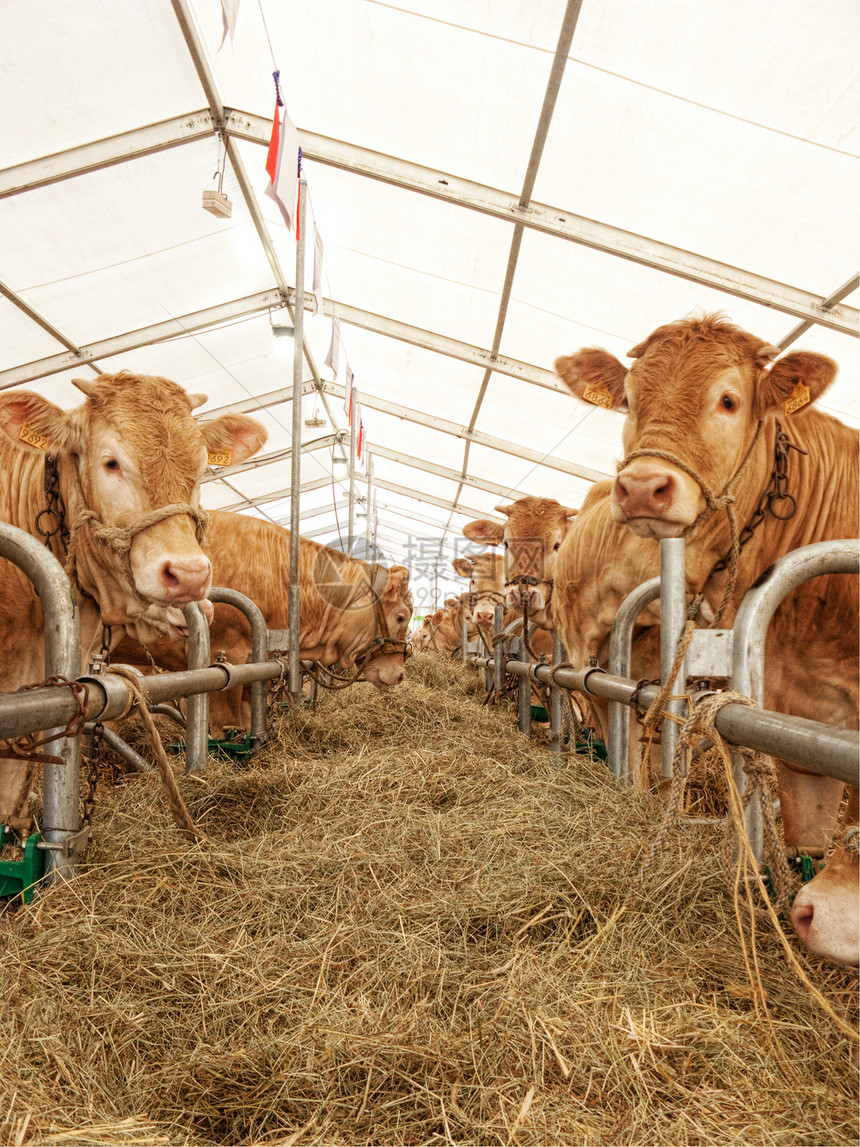 法国奶牛动物牛奶农村农业哺乳动物团体干草家畜比赛场地图片