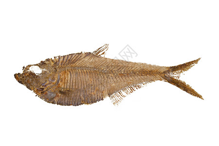 鱼侏罗纪动物海洋科学宏观生物学石头古生物学生物地质学背景图片