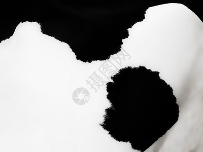 奶牛背景宏观毛皮头发黑色白色墙纸动物外套背景图片