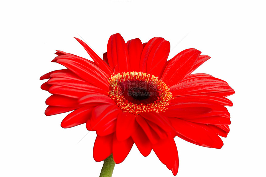 孤立的红菊花格柏雏菊异国花瓣情调红色图片