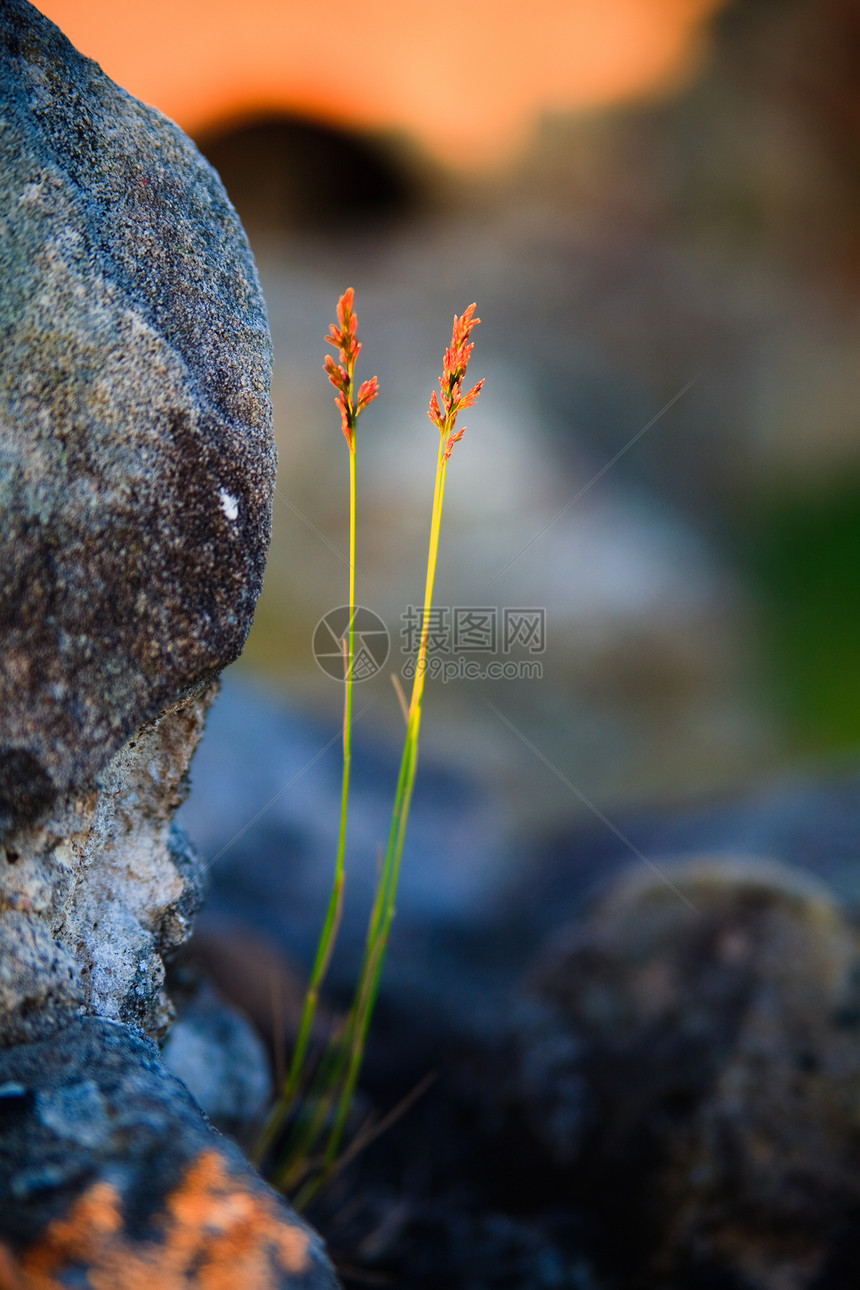 发电厂收成农作物生长农业蓝色种植园花束植物群植物紫色图片