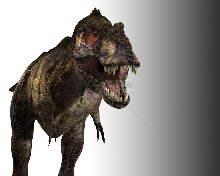 暴龙爬行动物时代掠夺性食肉身体恐龙猎人野生动物霸王爬虫图片