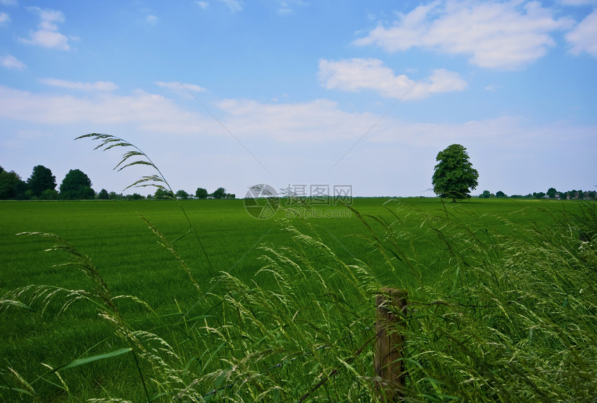 有树的绿绿色特性农村乡村牧场环境风景草原草地蓝色场地图片