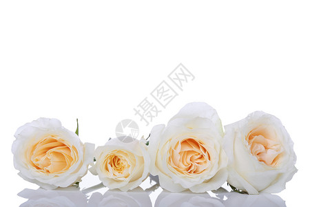 四朵白玫瑰背景图片