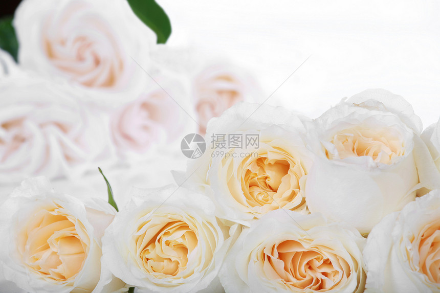 黄色中心的白玫瑰花玫瑰花朵图片