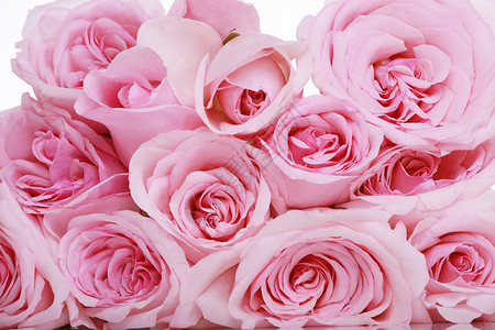粉红玫瑰花朵背景图片