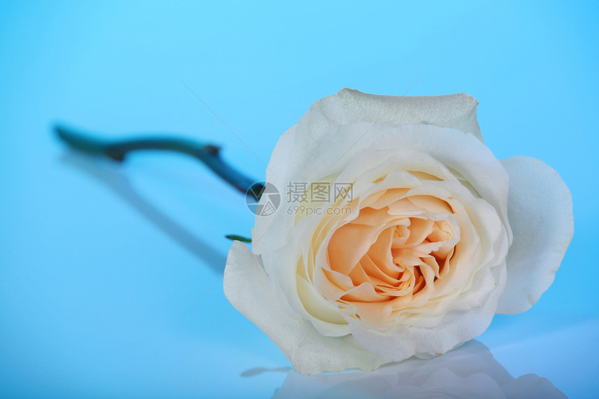 蓝色的白玫瑰背景黄色玫瑰图片