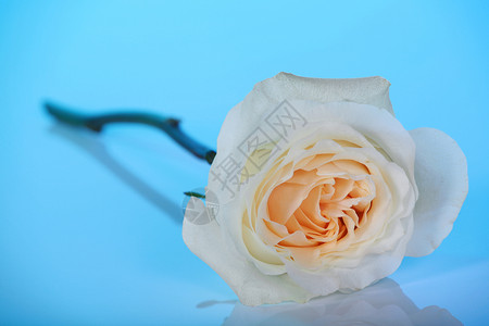 蓝色的白玫瑰背景黄色玫瑰背景图片