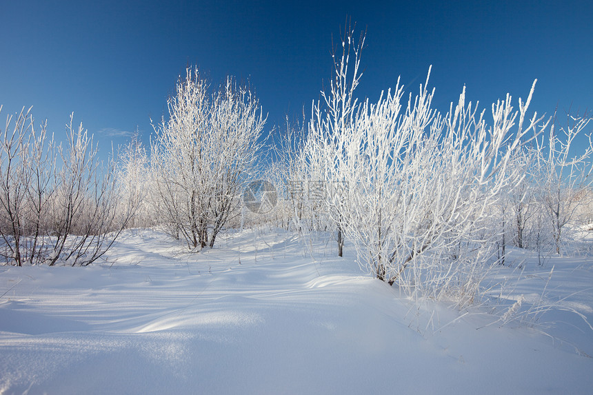 冬季风景 雪中的树木气候植物雪花雪堆蓝色温度冰柱雾凇天气森林图片