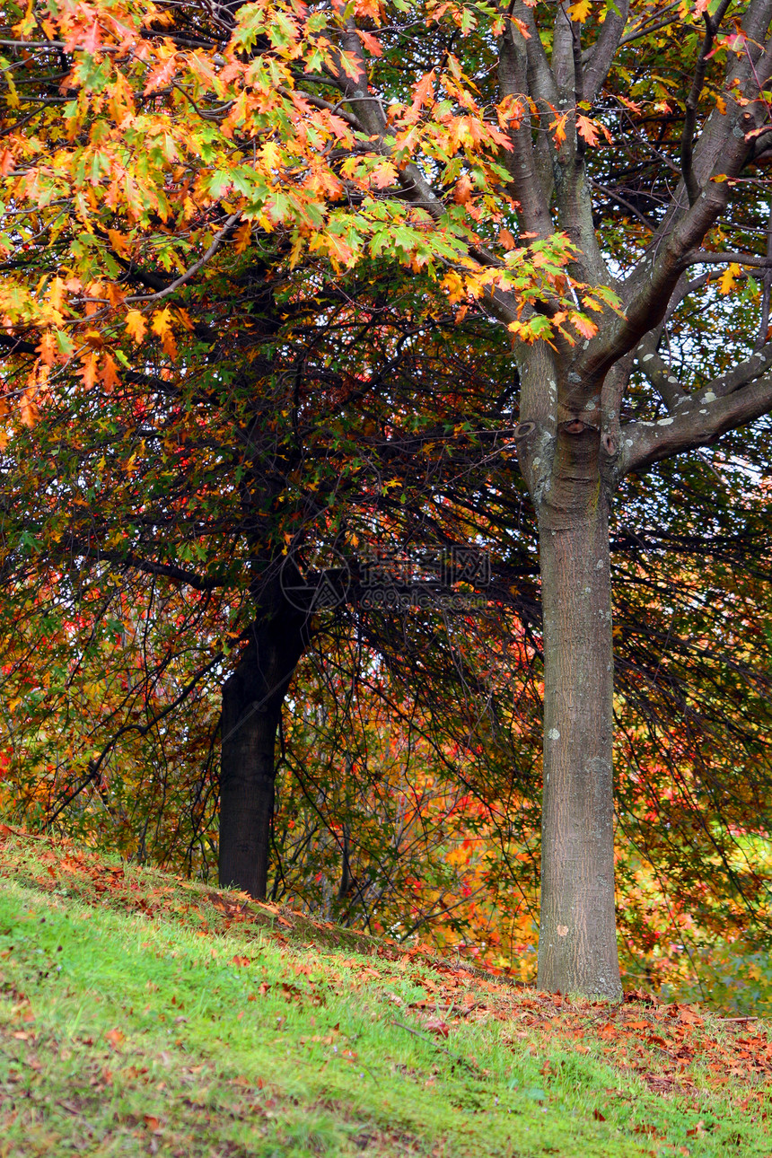 秋季风景季节森林地球国家阳光叶子农村环境薄雾公园图片