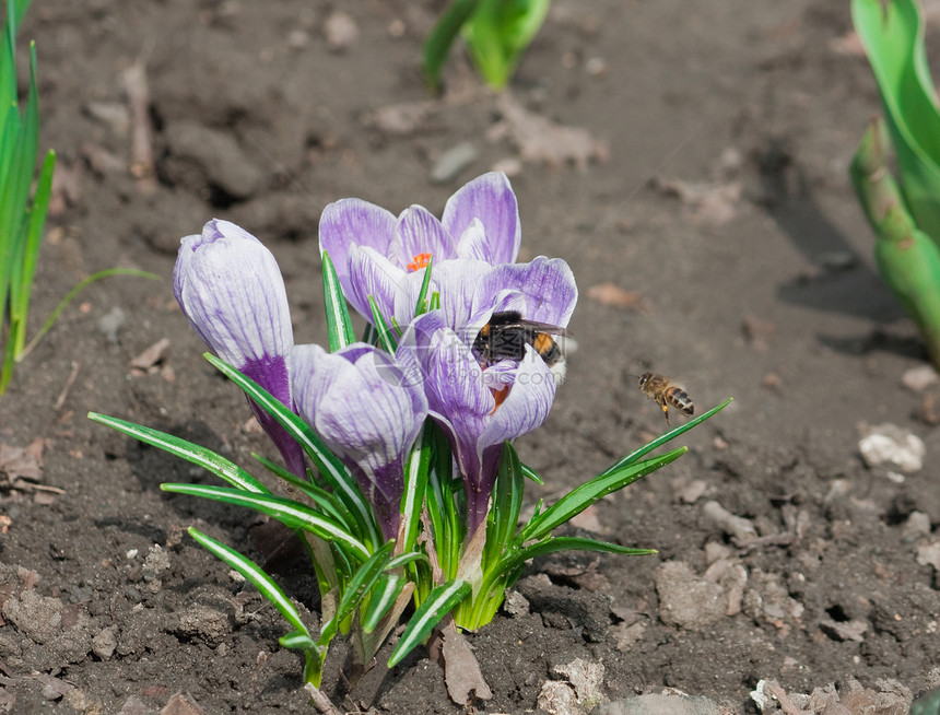 春花红花植物季节性季节植物学植物群花园投标蜜蜂雌蕊图片