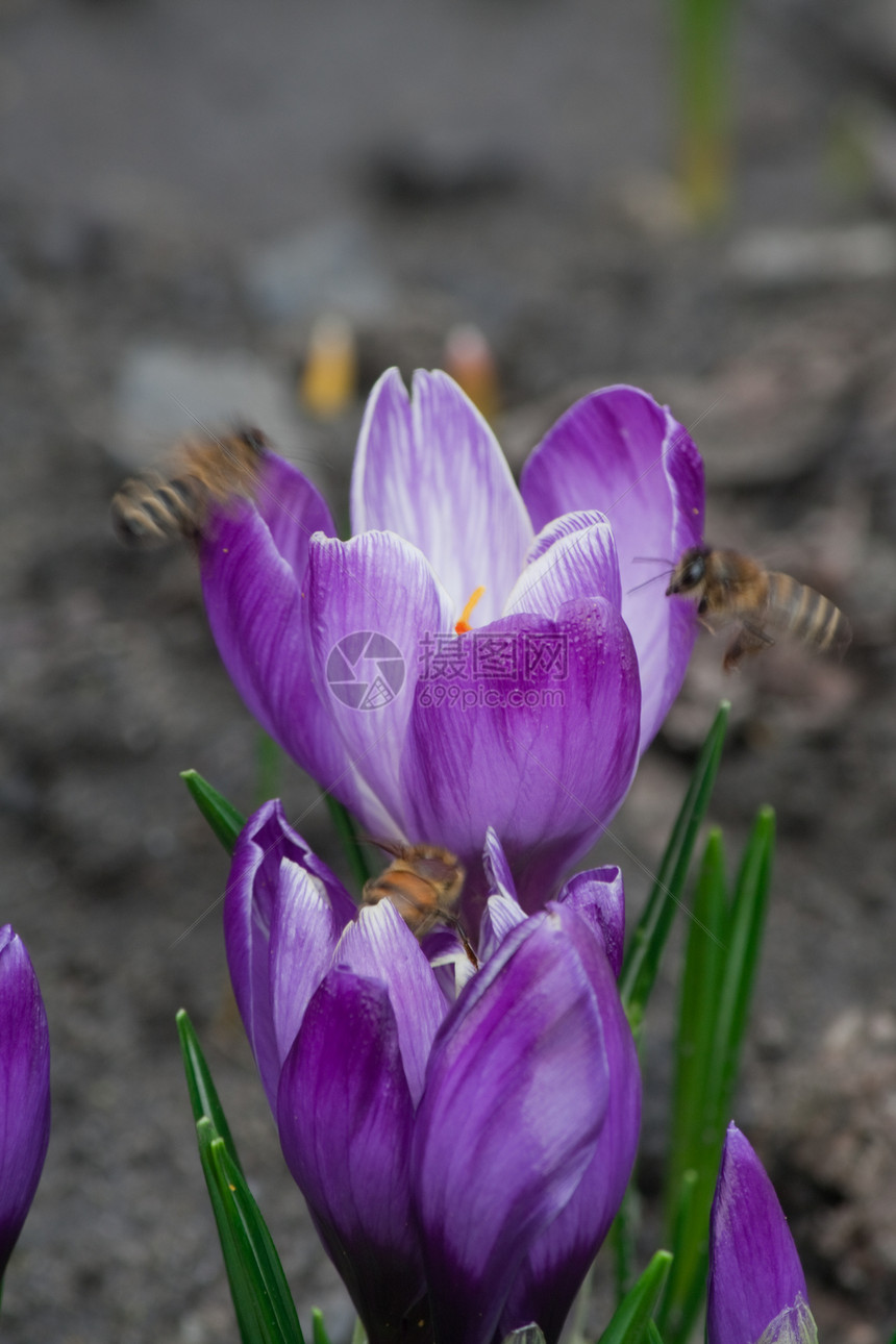 春花投标季节性季节植物黄色紫色雌蕊花瓣植物群花园图片
