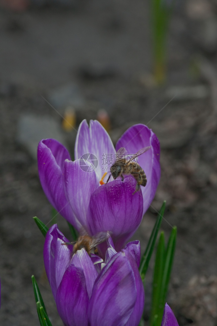 春花紫色雌蕊花瓣季节植物学植物群季节性投标植物红花图片