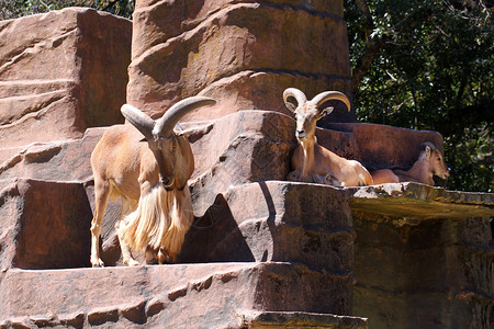 三只巴巴里羊一只雄性站立和背景图片
