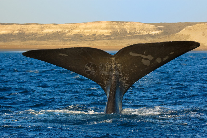 阿根廷巴塔哥尼亚的右鲸图片