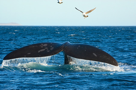鸟取砂丘阿根廷巴塔哥尼亚南部的鲸鱼背景