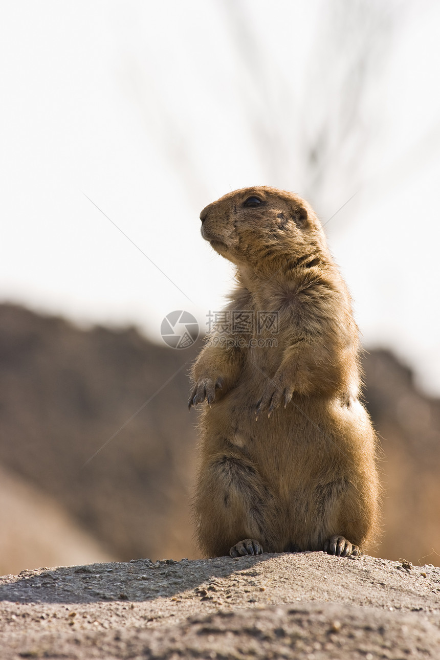 帕蕊狗草原地面荒野棕色警报哺乳动物松鼠尾巴毛皮动物图片