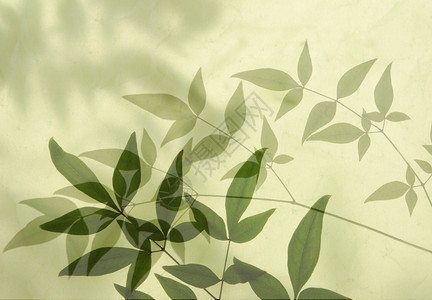 树叶阴影季节性的天竹高清图片