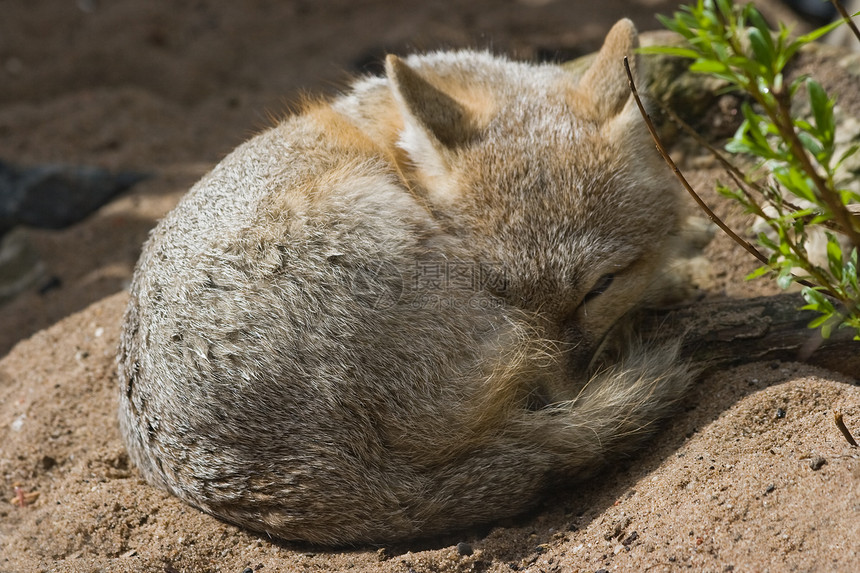 敏捷的狐狸睁大眼睛图片
