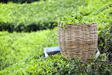 茶叶菜篮子种植园工作农村草药工具种植农场乡村草本财产背景图片