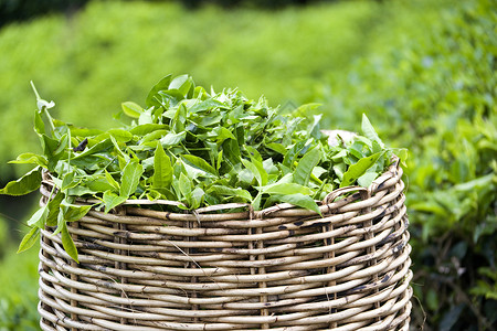 茶叶菜篮子工具工作绿色柳条草本树叶篮子乡村草药种植园背景图片