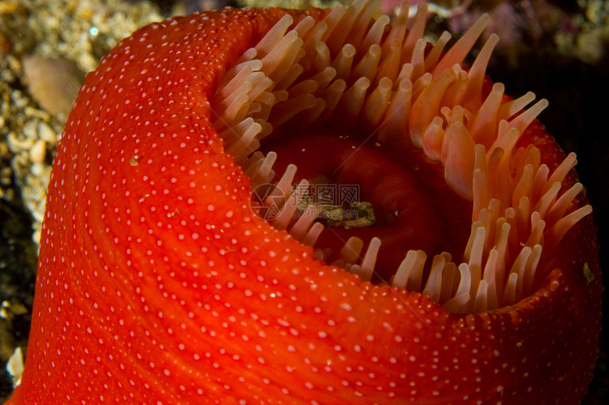 挪威潜水海葵珊瑚宏观杯状小牛图片