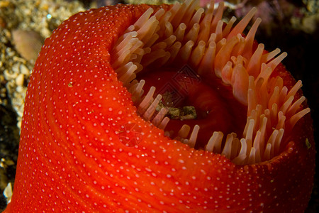 挪威潜水海葵珊瑚宏观杯状小牛高清图片
