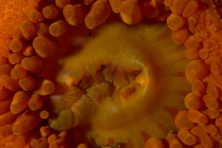挪威潜水杯状珊瑚小牛宏观海葵高清图片