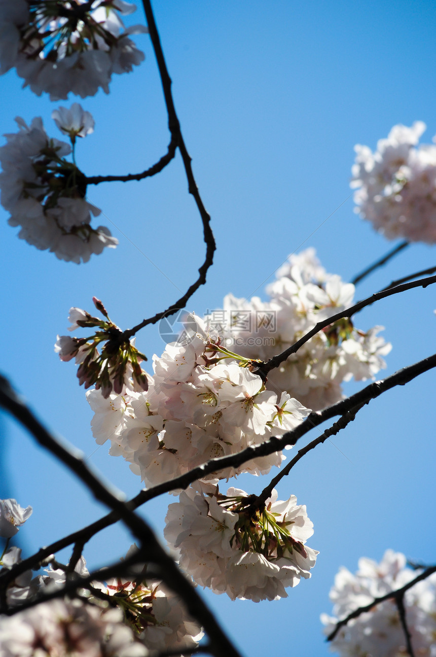 樱花蓝色季节蓝天文化花朵图片