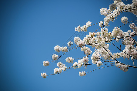 樱花花朵文化蓝色季节蓝天背景图片