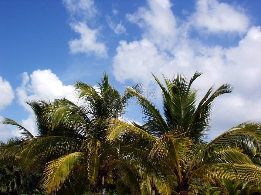 热带热带天空公园岛屿风景水域太阳支撑蓝色棕榈假期手掌图片