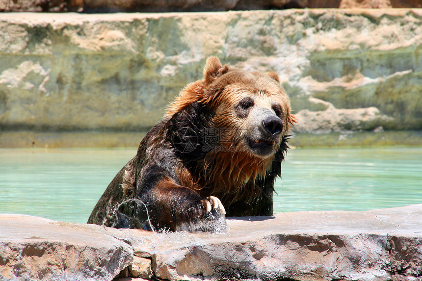 熊成人幼兽食肉动物荒野哺乳动物黑色野生动物毛皮图片
