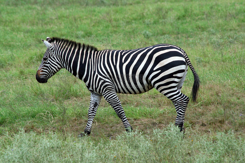 斑马公园荒野动物条纹白色野生动物哺乳动物丛林皮肤动物园图片