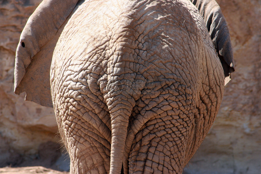 大象的尾巴耳朵棕色哺乳动物屁股臀部动物园小牛眼睛皮肤树干图片
