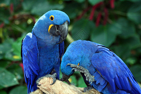Macaw 硬体鹦鹉蓝色丛林生活俘虏宠物热带情调账单荒野背景
