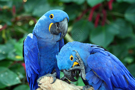 Macaw 硬体热带蓝色俘虏黄色账单野生动物情调荒野鹦鹉异国背景