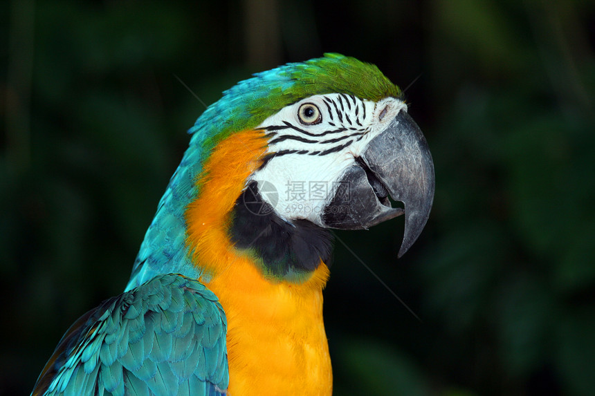 Macaw 硬体生活宠物热带动物羽毛丛林异国动物园账单蓝色图片