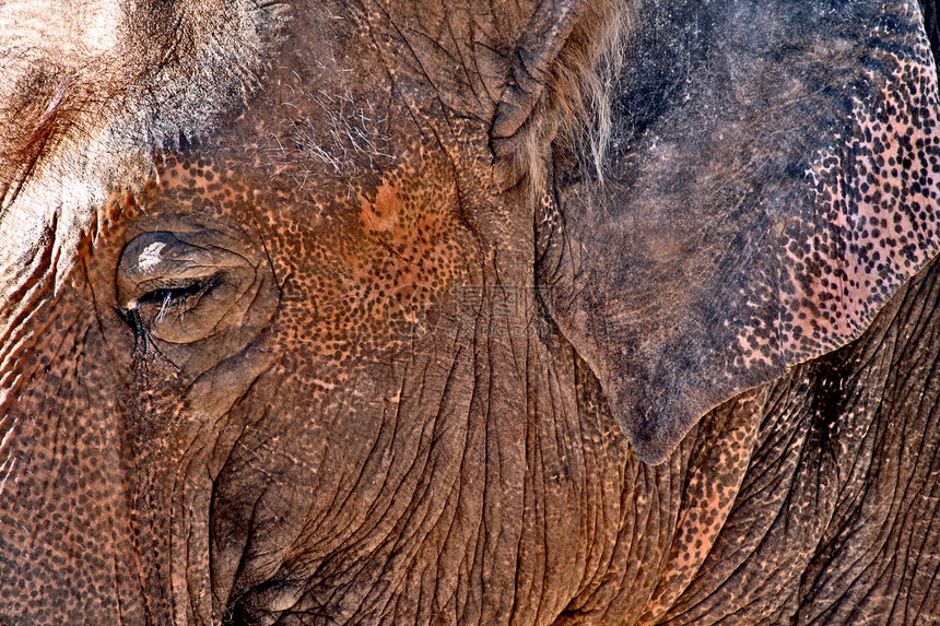 大象獠牙动物园食草灰色动物象牙野生动物皮肤树干荒野图片