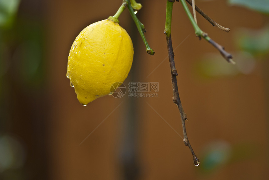 柠檬水果蔬菜果汁保健圆圈美食团体卫生食物花园树叶图片