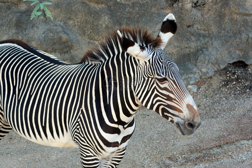斑马丛林动物哺乳动物大草原公园白色黑色荒野条纹动物园图片