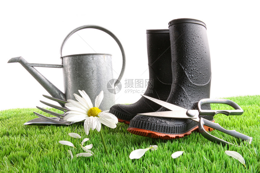 在草地上装有水罐和菊花的靴子花园农场植物雏菊环境工具叶子植物学白色园艺图片