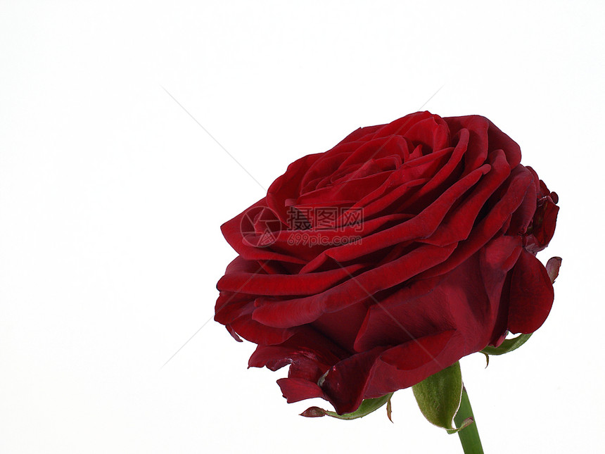 红玫瑰绿色红色花朵花瓣图片