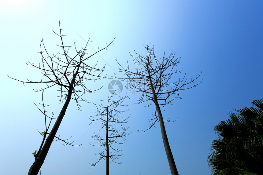 树的背影叶子木头树干植物宏观公园季节性绿色天空蓝色图片