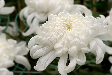 白色和大菊花背景图片